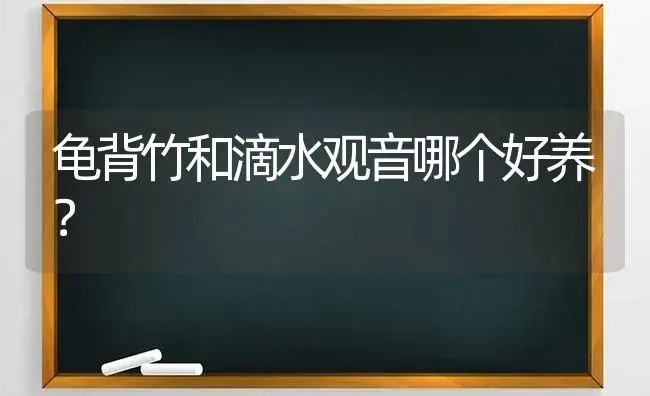 龟背竹和滴水观音哪个好养？ | 植物问答