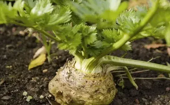 根芹的高产种植管理技术详解