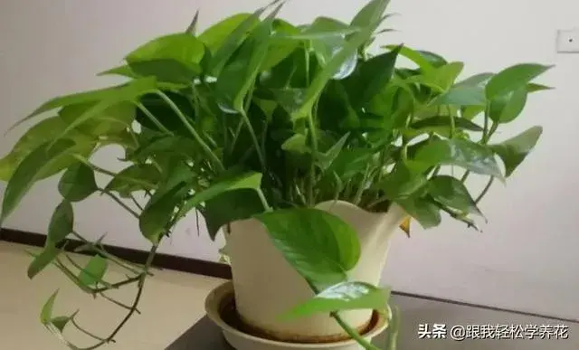 绿萝应该怎么养才能更加的茂盛？