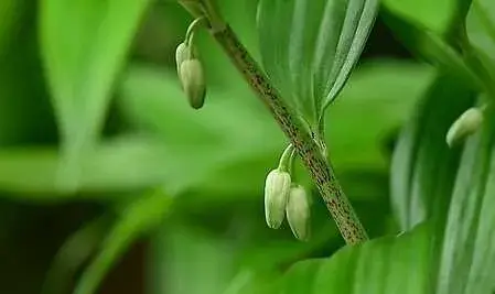 黄精的田间栽培技术