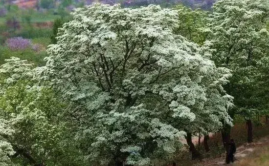 流苏树嫁接桂花方法与流程介绍