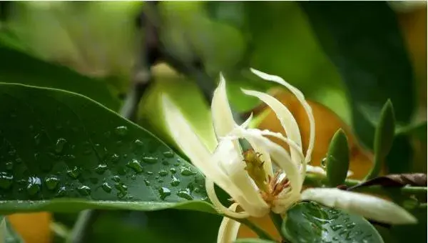 白兰花叶子发黄怎么办 白兰花烂根的处理方法