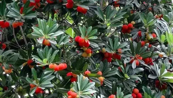 杨梅树的种植技术修剪