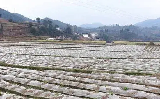 黑白地膜的区别及其优缺点