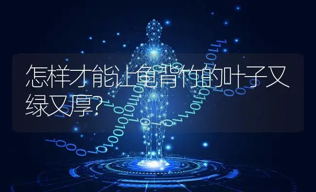 怎样才能让龟背竹的叶子又绿又厚？ | 植物问答