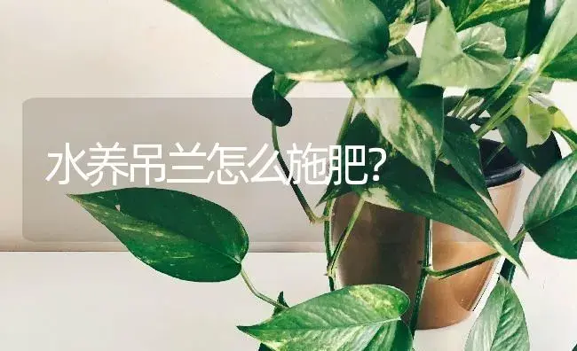 水养吊兰怎么施肥？ | 植物问答