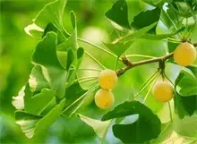 银杏树苗盆景前景分析