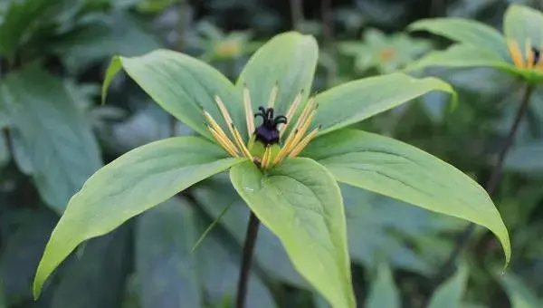 如何用重楼的种子种植重楼