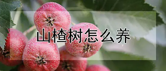山楂树怎么养