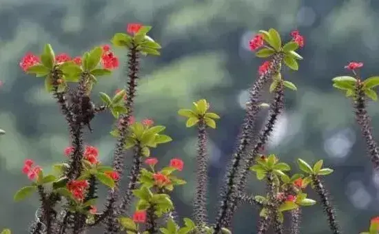 屋里养虎刺梅有毒吗，不仅有毒还会产生致癌物质