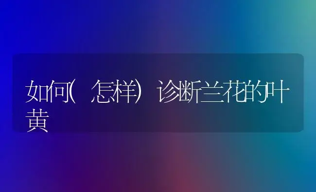 如何(怎样)诊断兰花的叶黄 | 植物知识