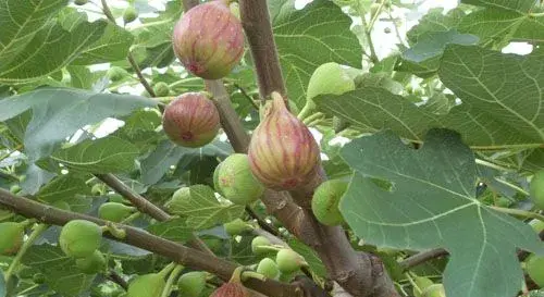 无花果怎么提高产量？种植管理技术解析