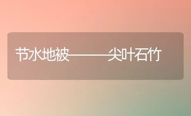 节水地被———尖叶石竹 | 植物知识