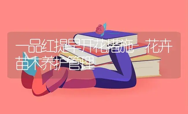 一品红提早开花措施-花卉苗木养护管理 | 植物知识