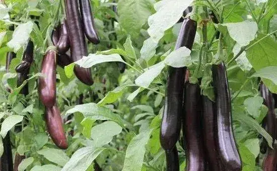 茄子摘心、整枝的方法和注意事项
