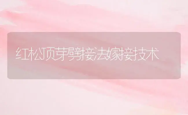 红松顶芽劈接法嫁接技术 | 植物科普