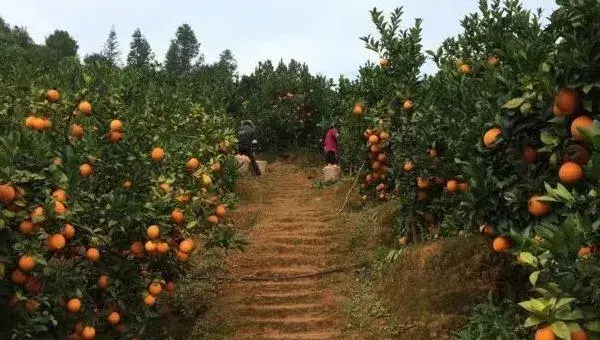 脐橙种植方法