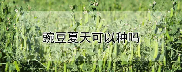 豌豆夏天可以种吗