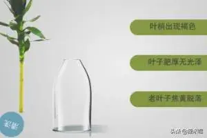 水培观音竹叶子发黄怎么办？