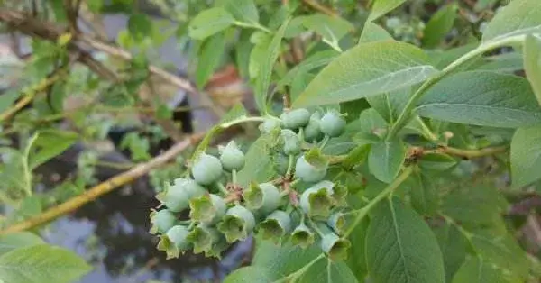 蓝莓种植技术和管理方法 蓝莓种植条件