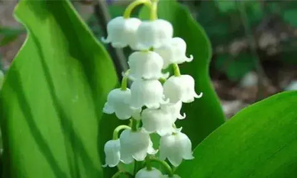 铃兰花的养殖方法和注意事项