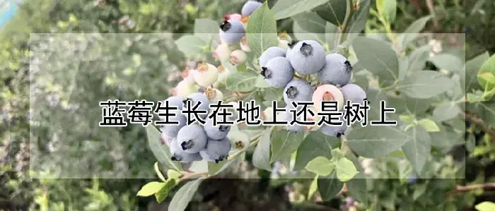 蓝莓生长在地上还是树上