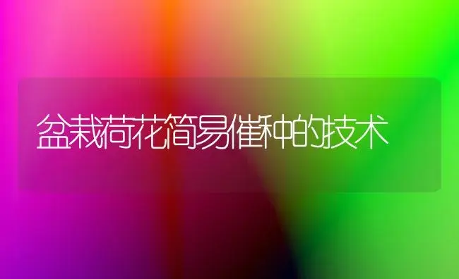 盆栽荷花简易催种的技术 | 植物知识