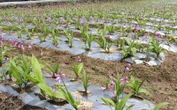 药材种植技术 种植药材有哪些事项？