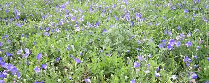 广东适合种植什么药材