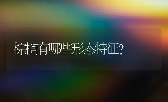 棕榈有哪些形态特征？ | 植物问答