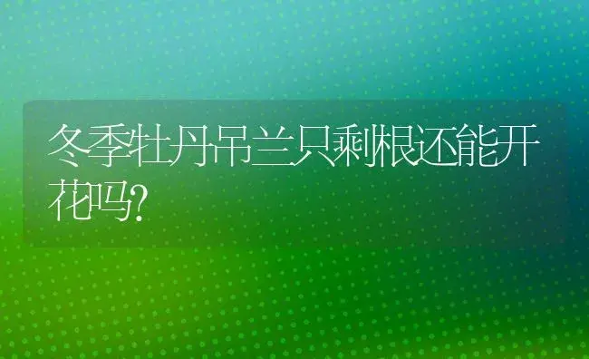 冬季牡丹吊兰只剩根还能开花吗？ | 植物问答