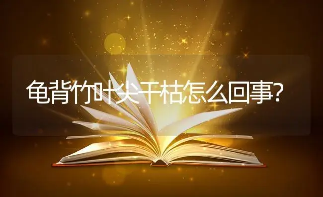 龟背竹叶尖干枯怎么回事？ | 植物问答