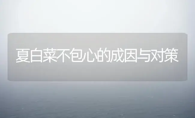 夏白菜不包心的成因与对策 | 植物科普