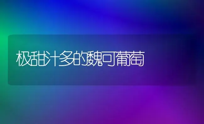 极甜汁多的魏可葡萄 | 植物科普