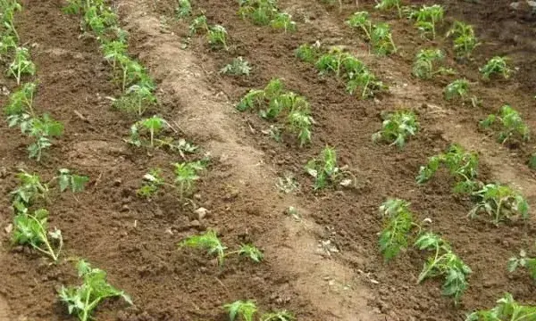 番茄的田间管理技术