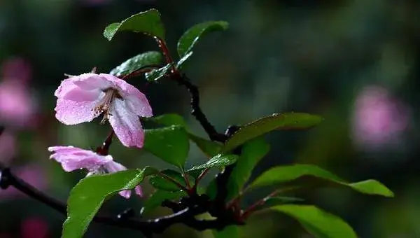 海棠梅花的养殖方法