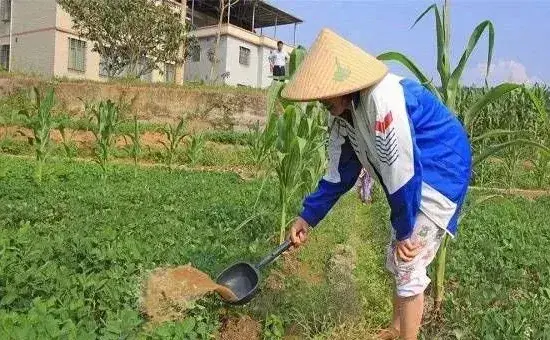 种植花生如何灌水?花生的科学灌溉方式介绍