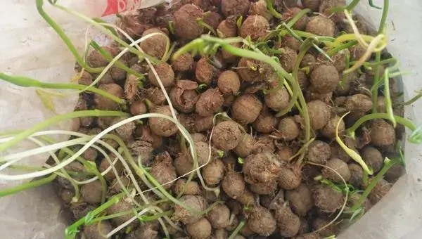 旱半夏种植技术及经验