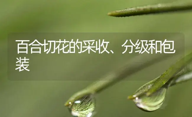 百合切花的采收、分级和包装 | 植物知识