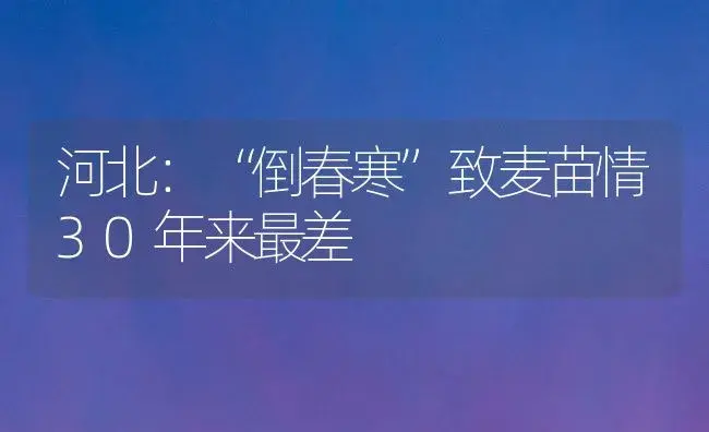 河北：“倒春寒”致麦苗情30年来最差 | 植物科普