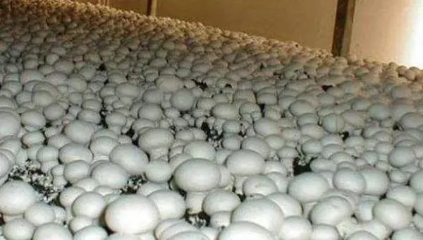 双孢菇市场前景怎么样 种植双孢菇风险大不大