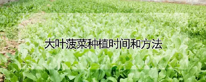 大叶菠菜种植时间和方法