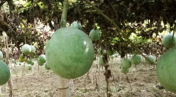 瓜蒌科学种植技术
