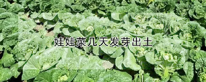 娃娃菜几天发芽出土