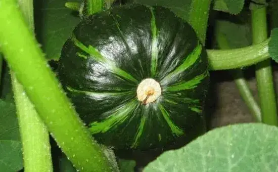 种植南瓜要想高产，这六个妙招需学会！