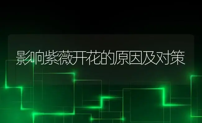 影响紫薇开花的原因及对策 | 植物科普