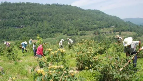 金银花怎么种植 金银花种植技术