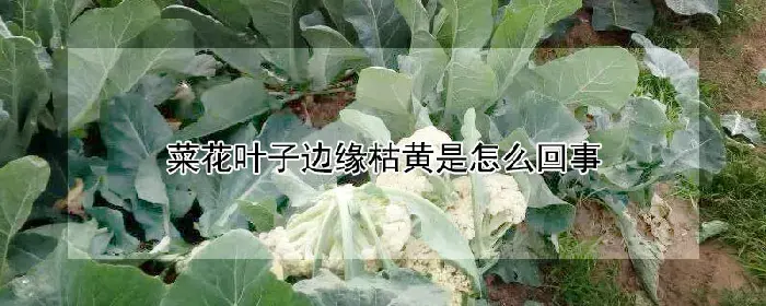 菜花叶子边缘枯黄是怎么回事