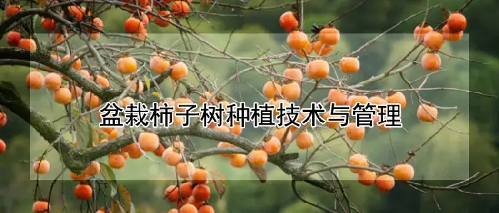 盆栽柿子树种植技术与管理