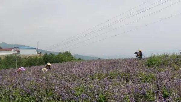 丹参种植技术及亩收益，一亩利润约1万元